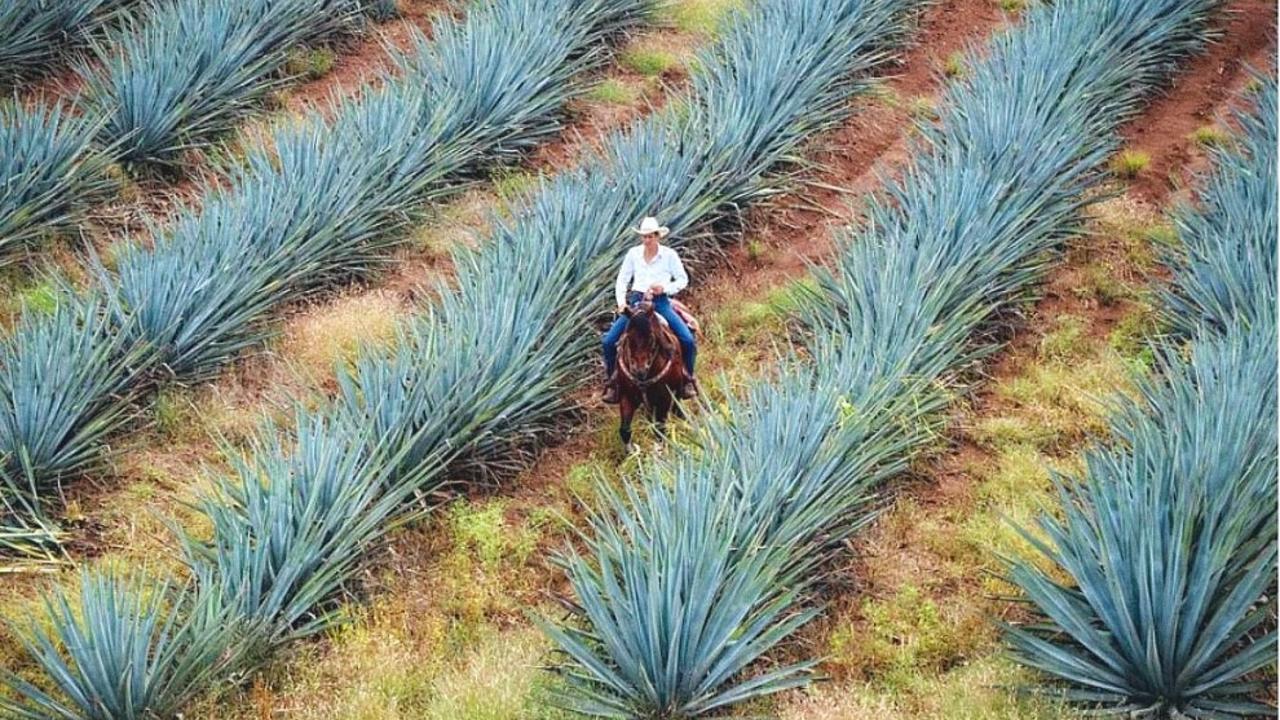 Jimador on horse in agave field, Mexico