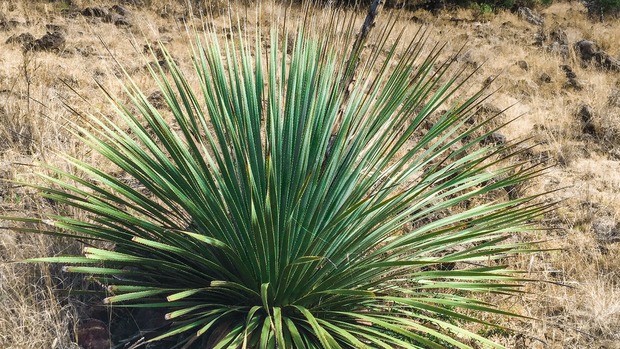 sotol plant mexican spirits agave