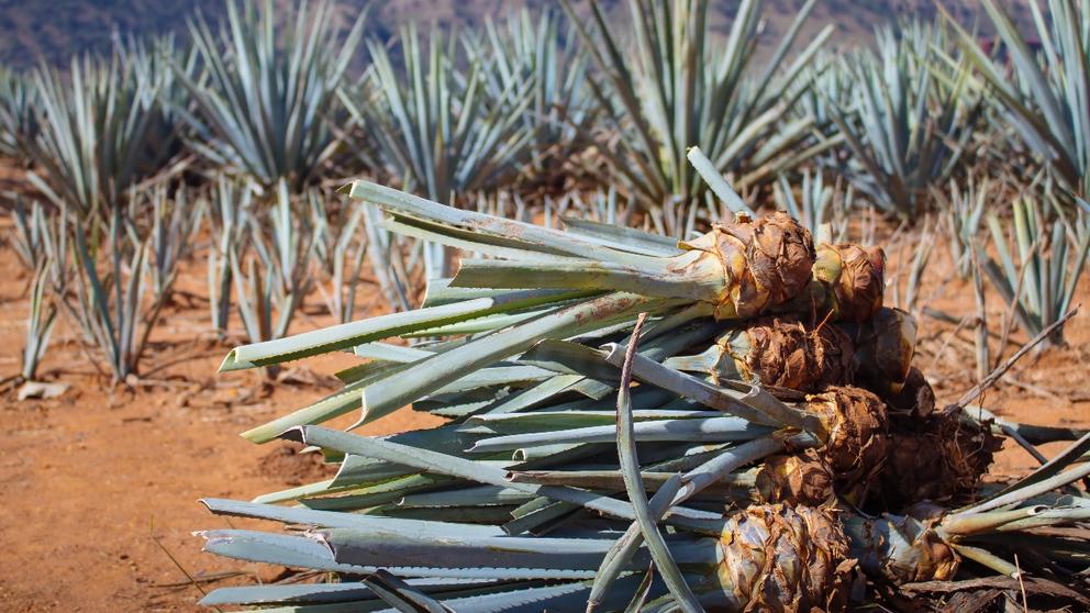 agave field tequila production mexico