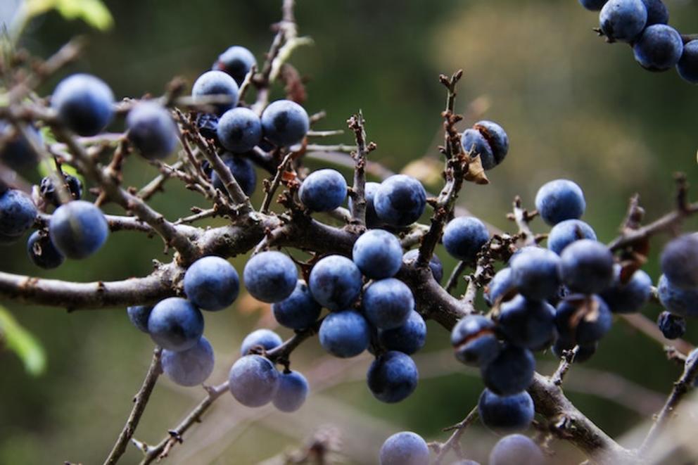 sloe-berries-on-a-branch